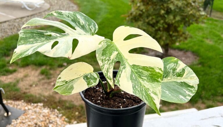 Does Monstera Attract Bugs? (How To Get Rid Of Them)