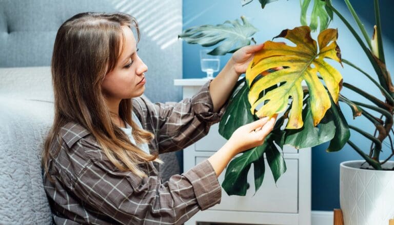 7 Reasons Why Your Monstera Plant Have Brown Spots?