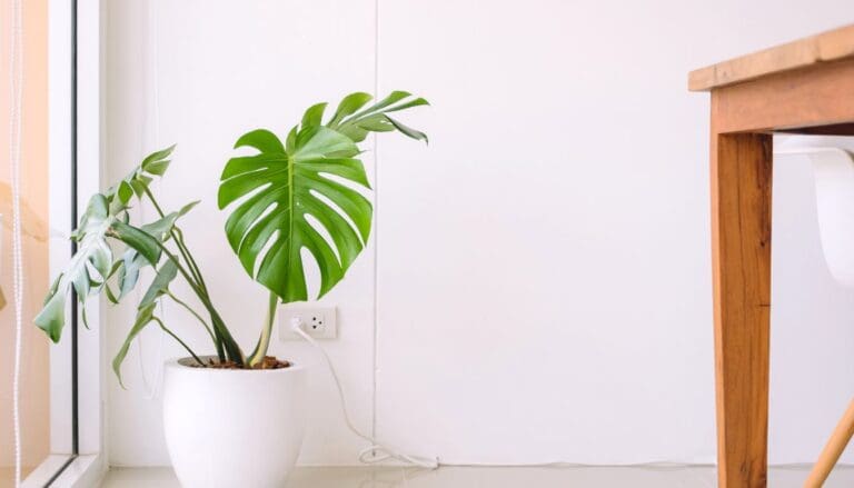 How Much Light Do Monstera Plants Need? (+All Other Lighting Questions)