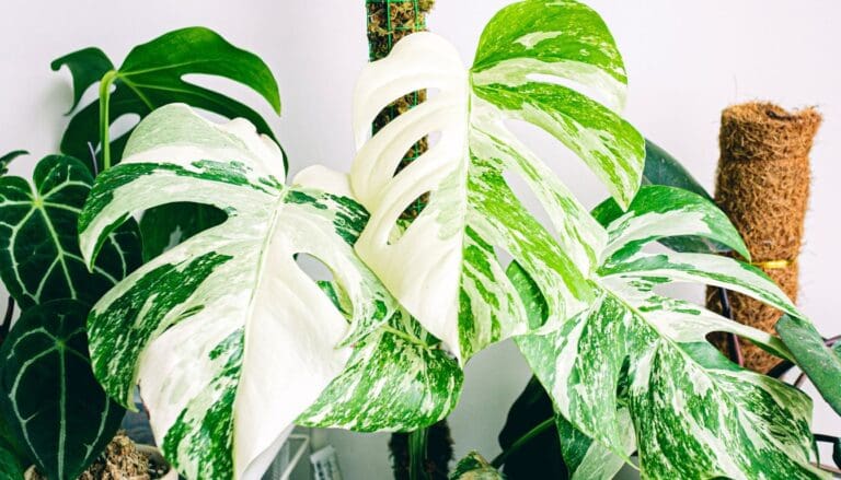 Get A Moss Pole For Your Monstera Today? Here’s Why!