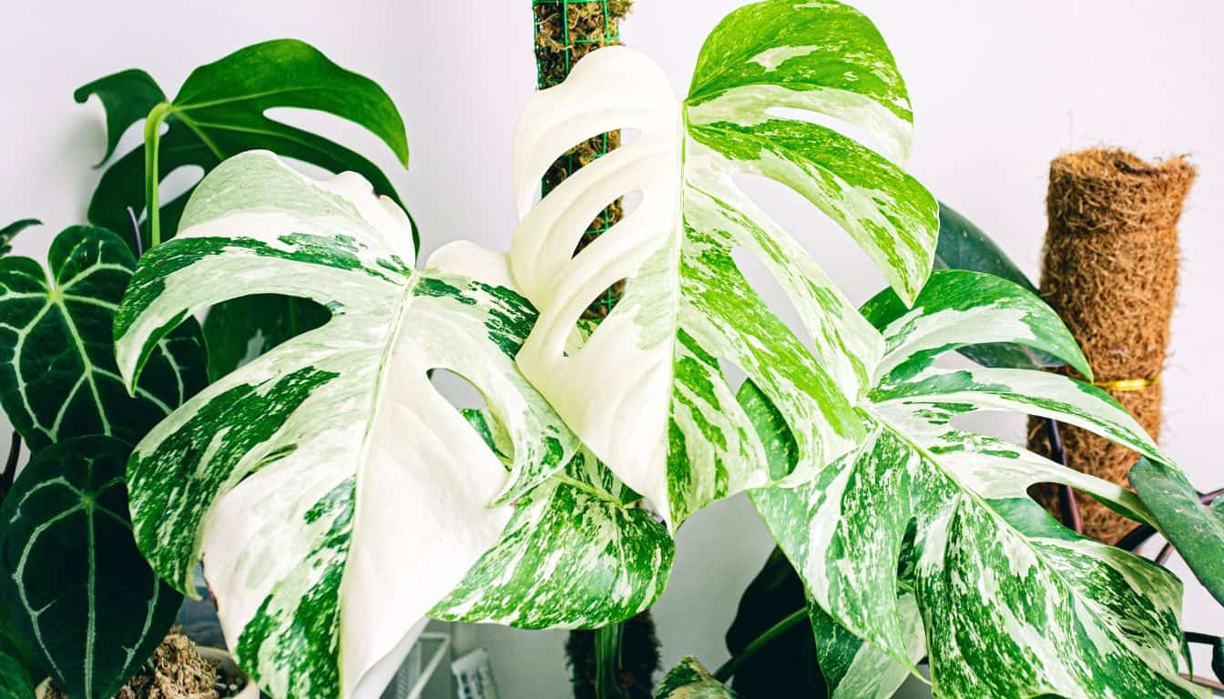 How To Clean Monstera Leaves? (+7 Simple Tips To Follow) » Simplify Plants