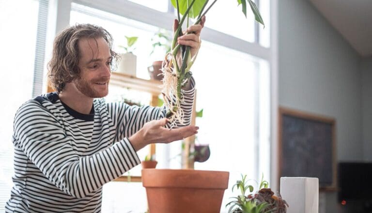 How To Save A Dying Monstera Plant? (Possible Problems+Fix)