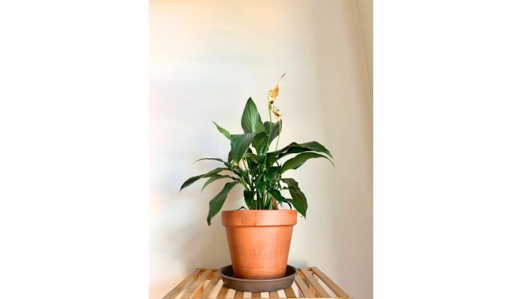 Peace lily flowers dying