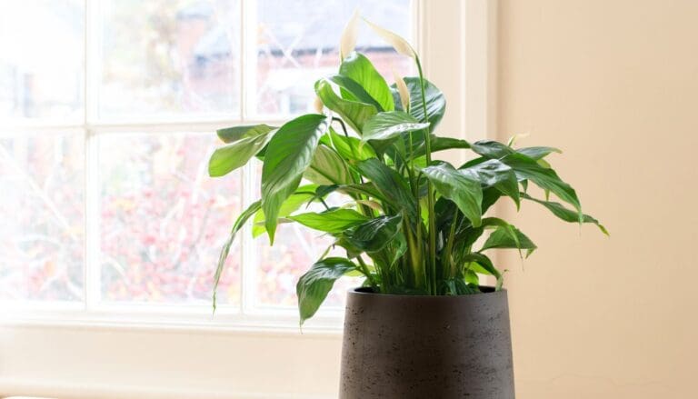 Do Indoor Plants Need Sunlight? (With 25 Examples)