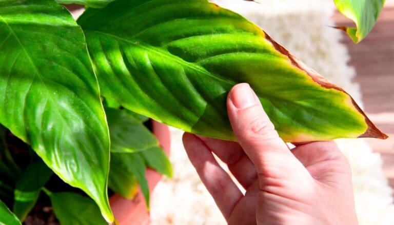 8 Reasons Why Your Peace Lily Leaves Are Turning Brown