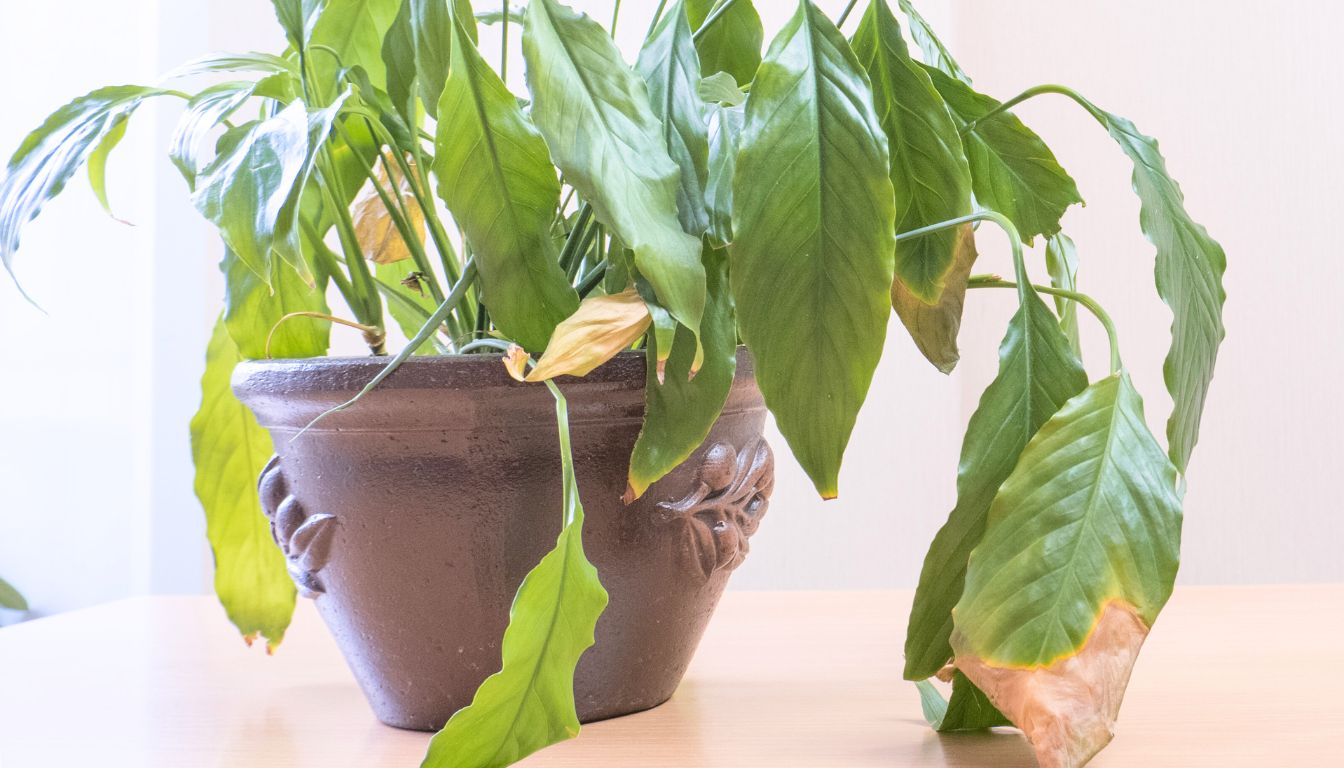 Peace lily leaves turning brown