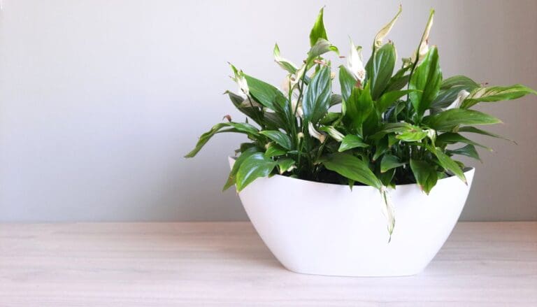 How To Propagate Peace Lily? (Best Method+Steps To Follow)