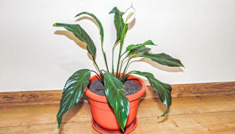 10 Reasons Why Your Peace Lily Is Not Growing!