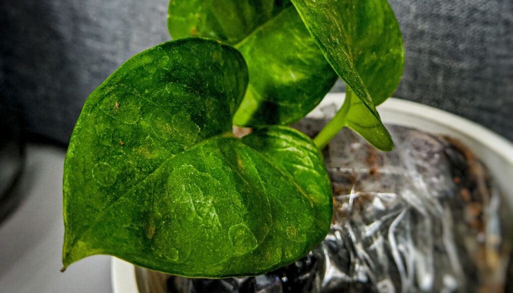 Pest in pothos plant