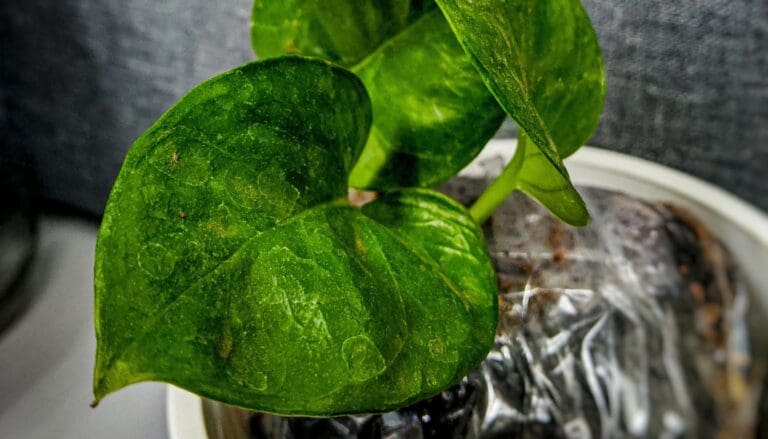 Pest in pothos plant