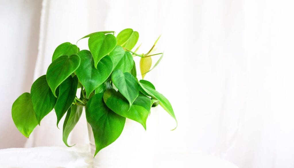 Philodendron bright indirect light