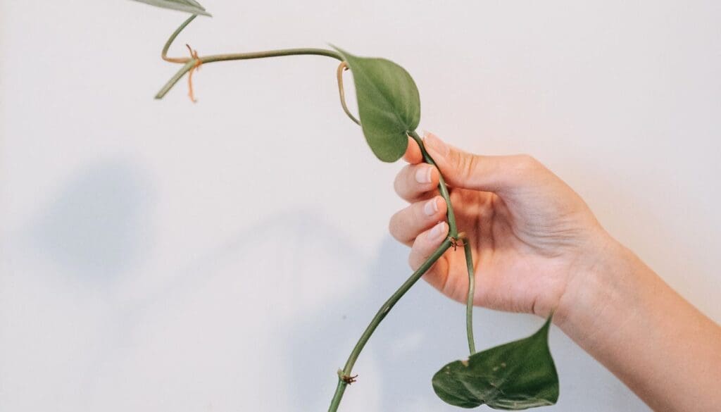 Philodendron cuttings