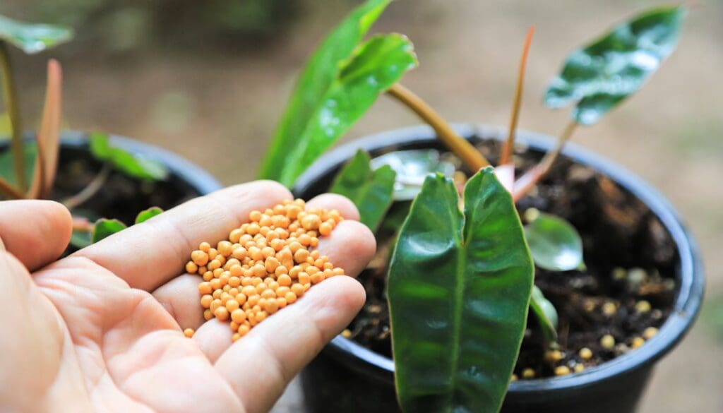 Philodendron fertilization
