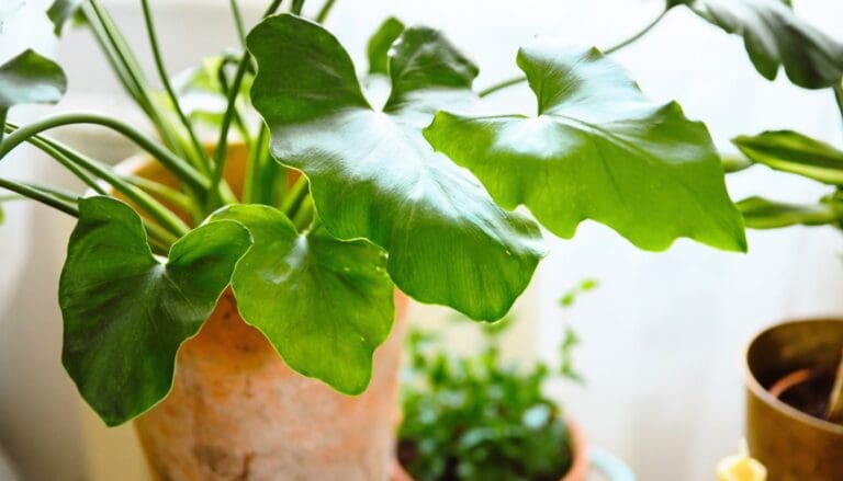 Philodendron growing