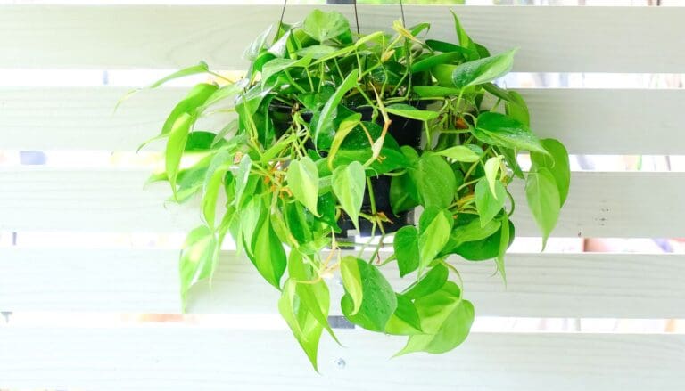 Philodendron growing in basket