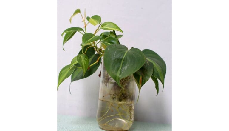 Philodendron growing in water (3)
