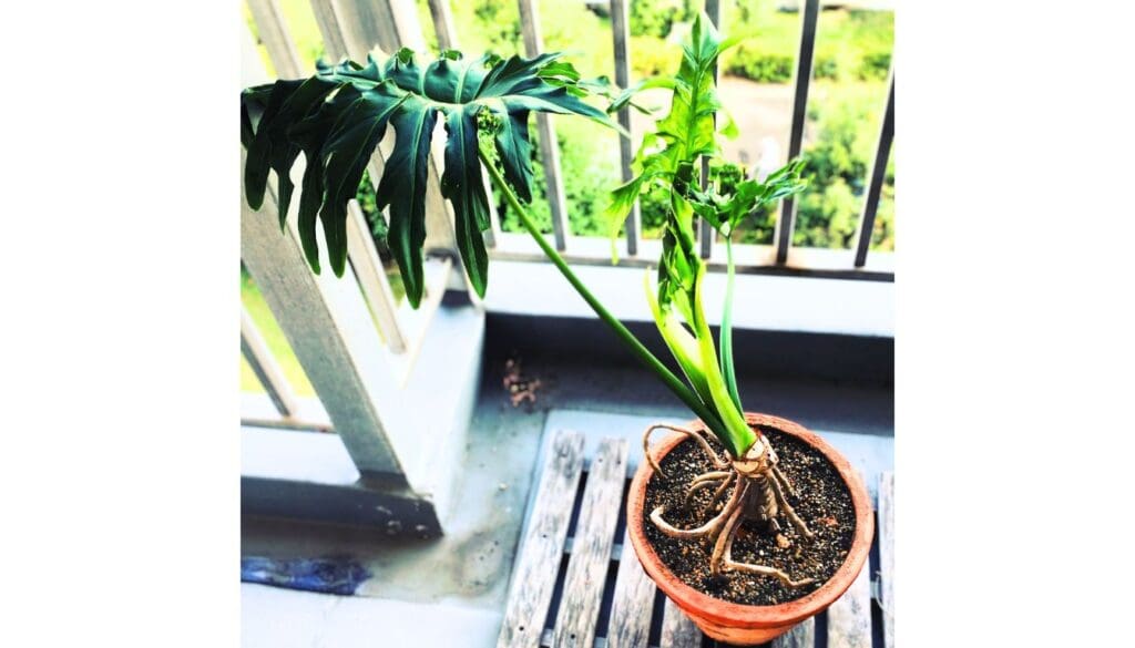 Philodendron kept in patio