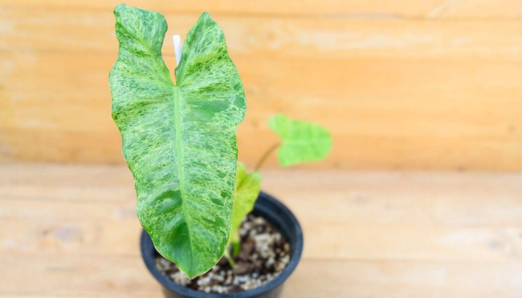 Philodendron plant care