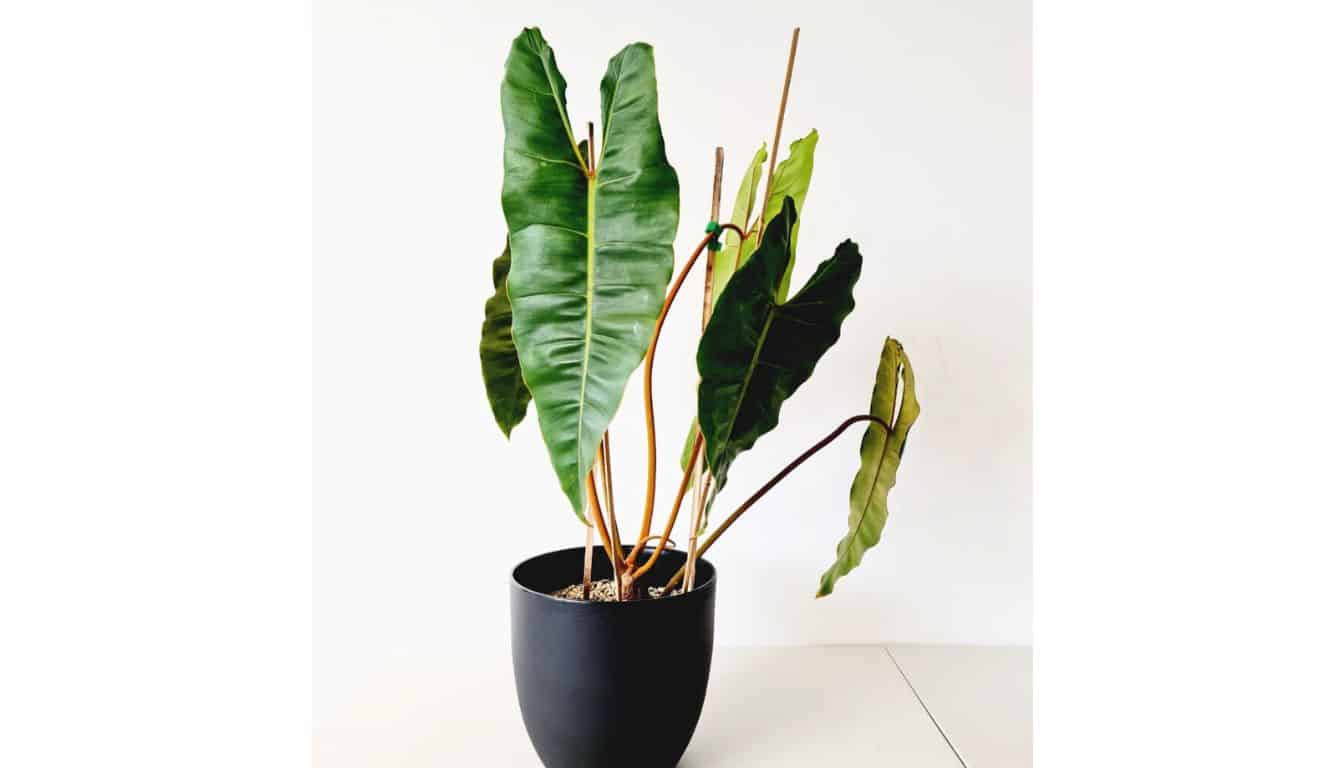 Philodendron Leaves Drooping? 8 Causes & Fix  Simplify Plants