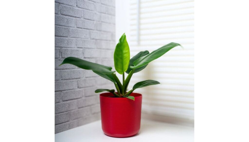 Philodendron near window