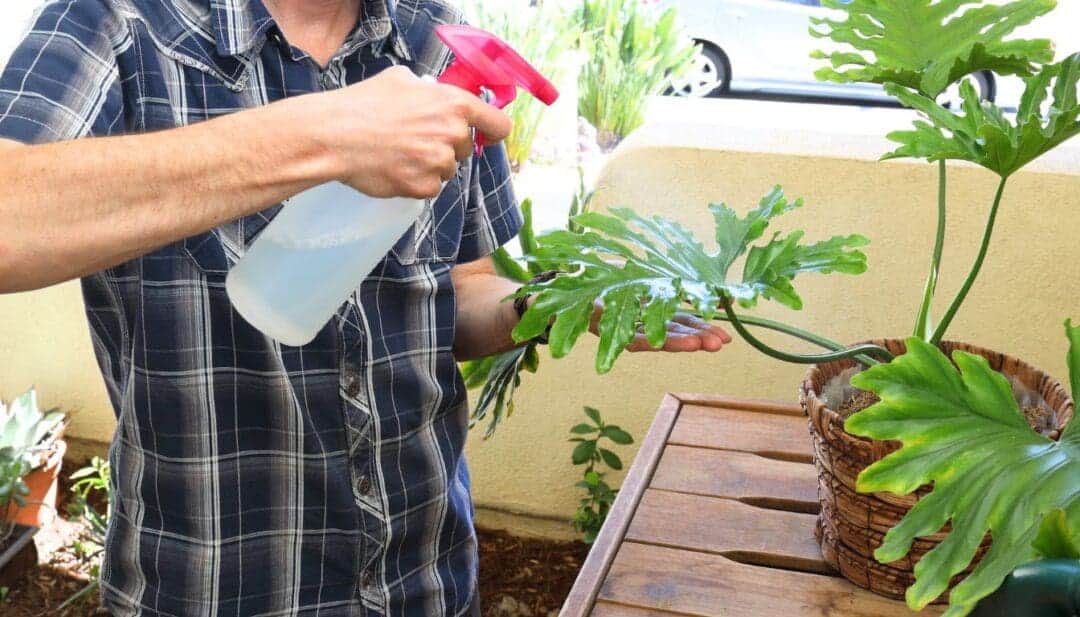 Pests On Philodendron? Try This! » Simplify Plants