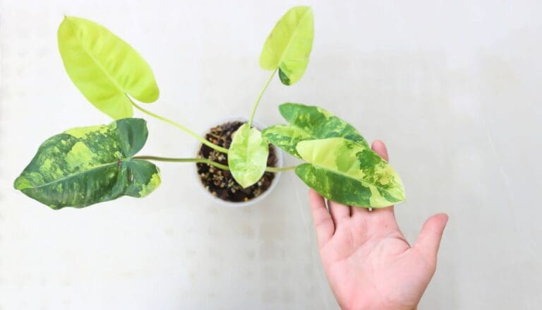 Philodendron new leaves growth