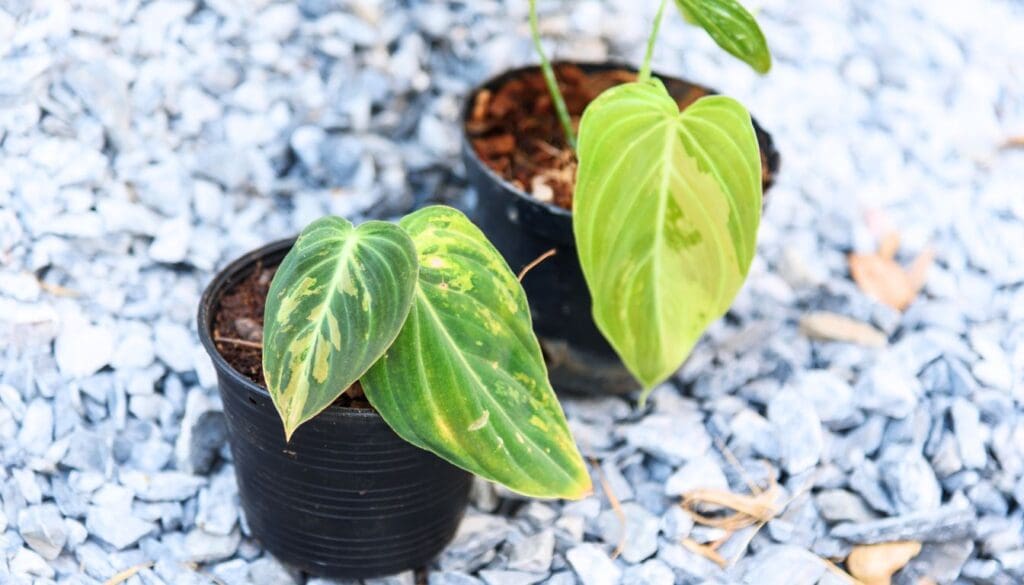 Philodendron not growing and turning yellow