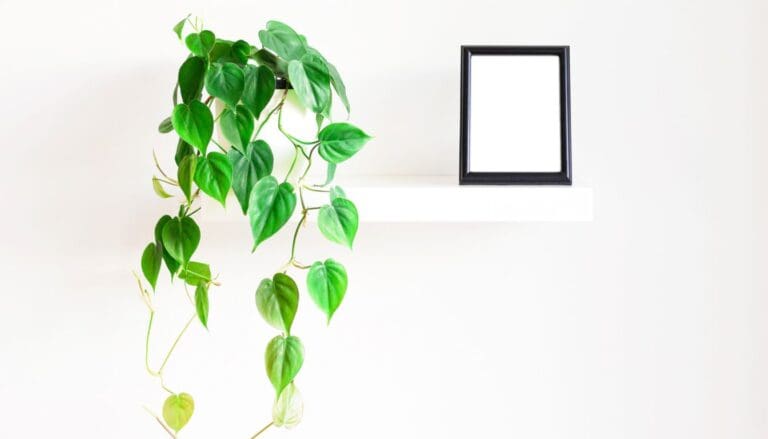 Philodendron placement
