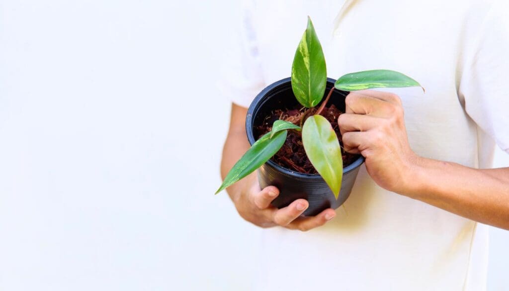 Philodendron plant