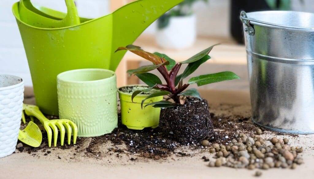Philodendron root bound