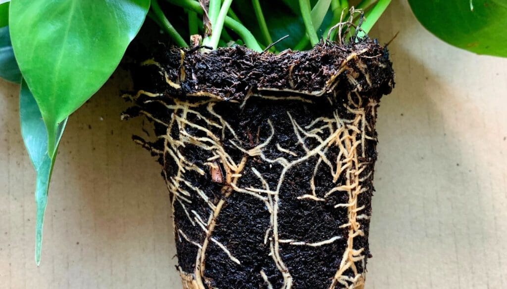 Philodendron root bound 2