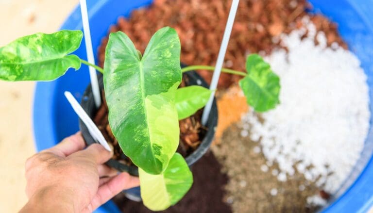 Philodendron soil mix (2)
