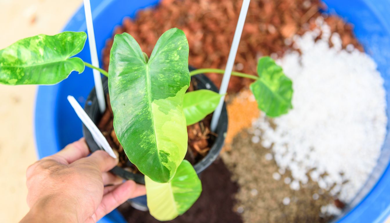 Philodendron soil mix 2