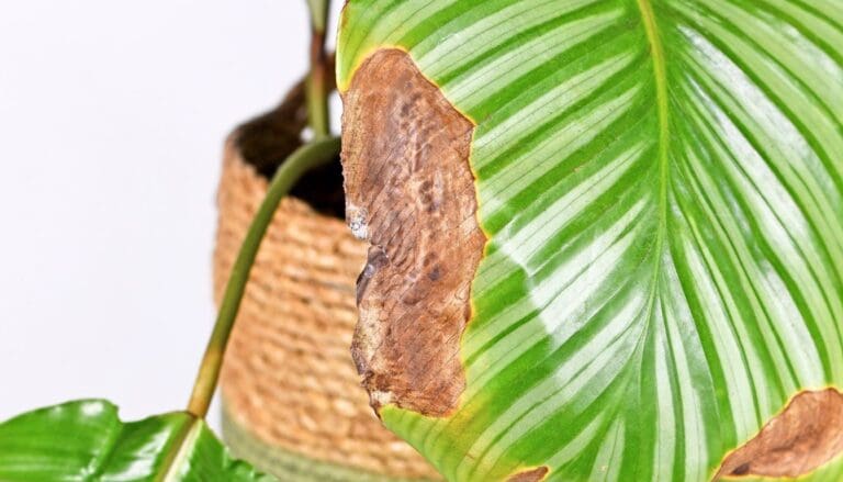Philodendron turning brown