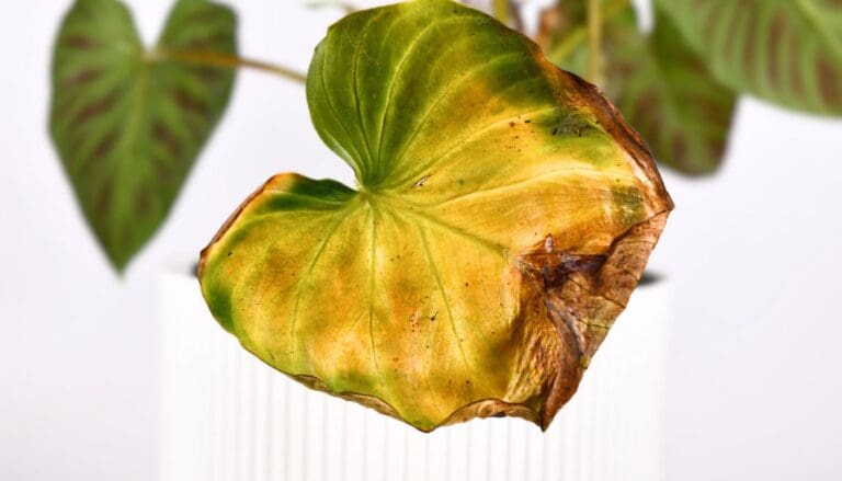Philodendron turning brown and mushy