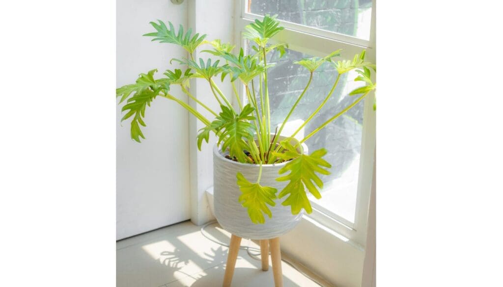 Philodendron under direct sun