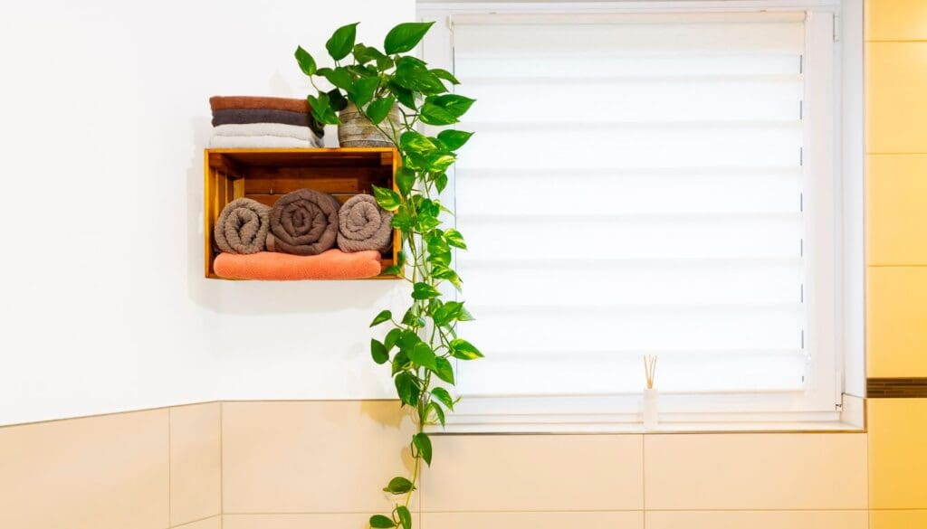 Pothos in bathroom