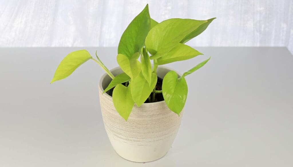 Pothos in bright indirect light