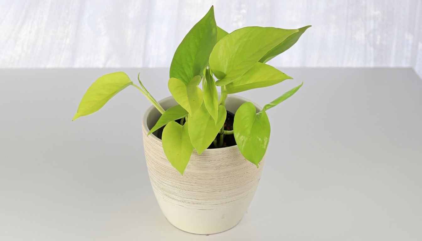 Pothos in bright indirect light