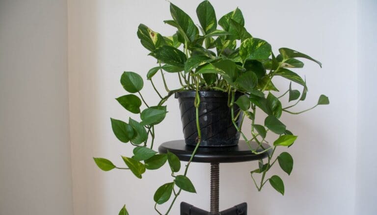 Pothos plant
