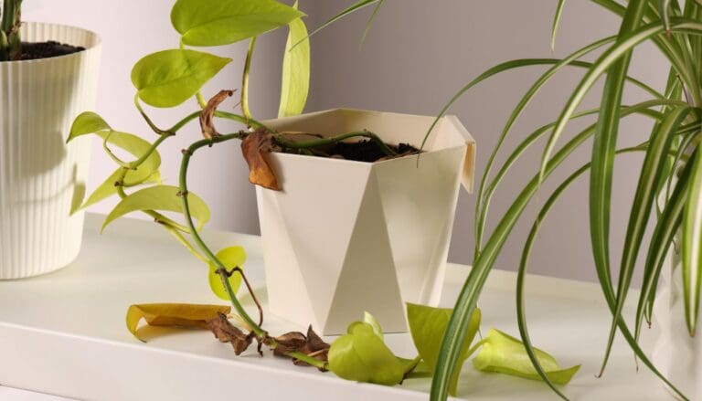 Why Do My Houseplants Keep Dying? (13 Common Problems)