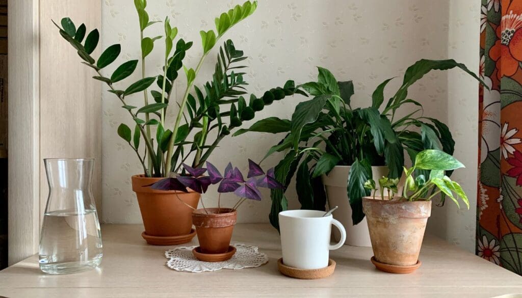 Pothos plant grouped together