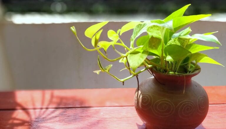 Pothos plant in direct sun