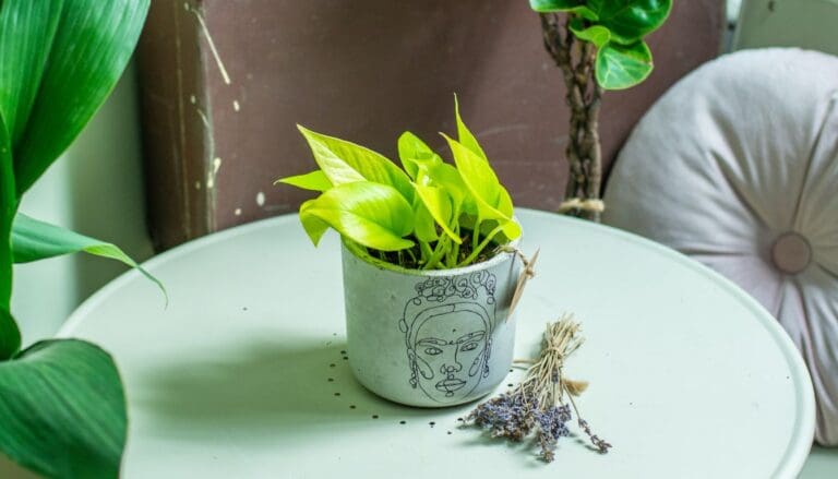Pothos plant not growing