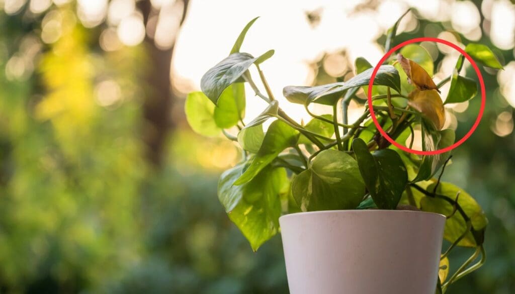 Pothos plant leaves turning brown