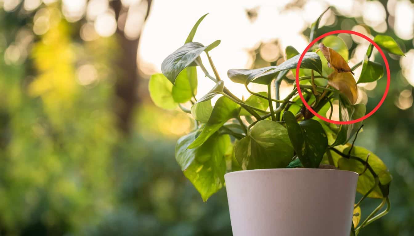 Pothos Leaves Turning Brown? 9 Reasons Why & Easy Fix  Simplify Plants