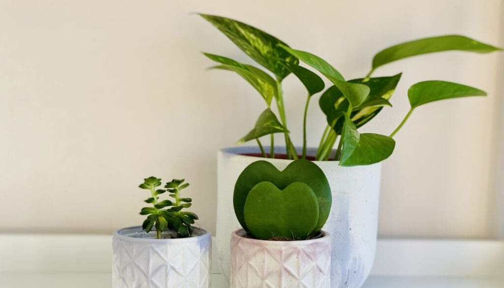 Pothos plant placement
