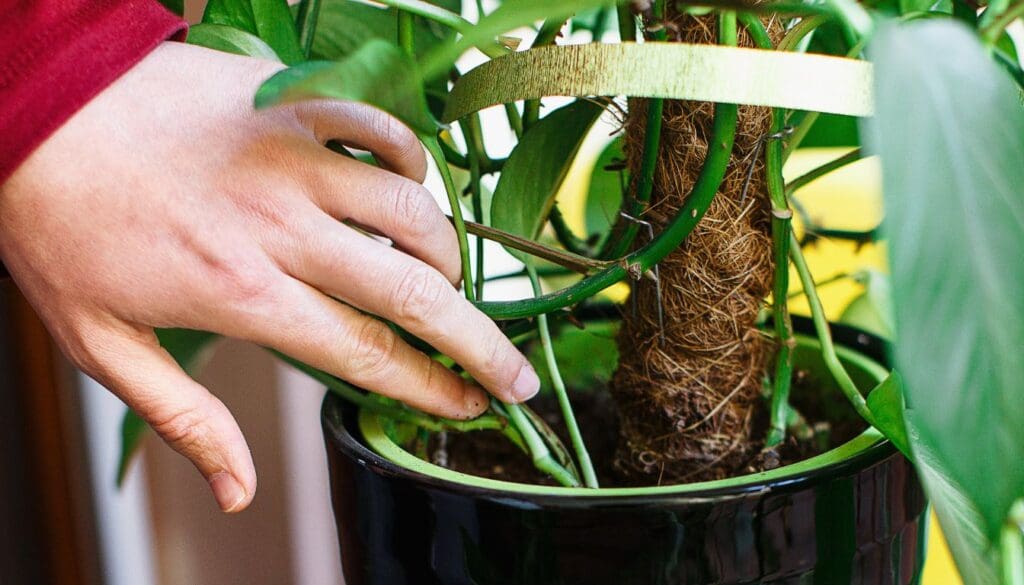 Pothos plant pot checking the soil