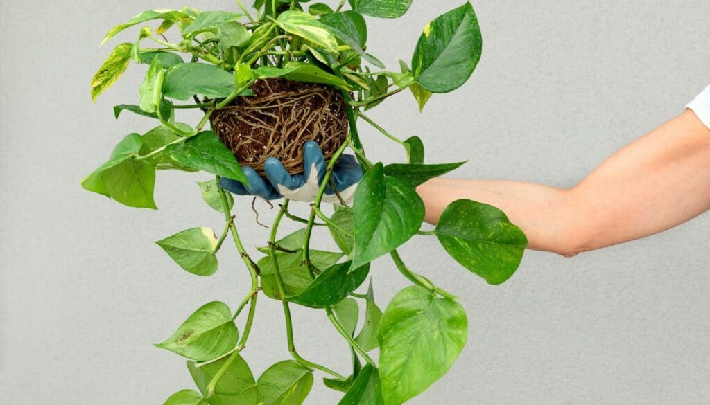 Pothos plant root bound