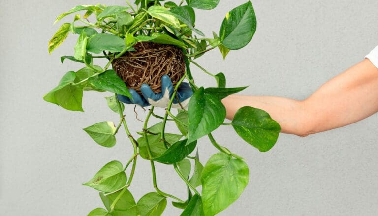 Pothos plant root bound